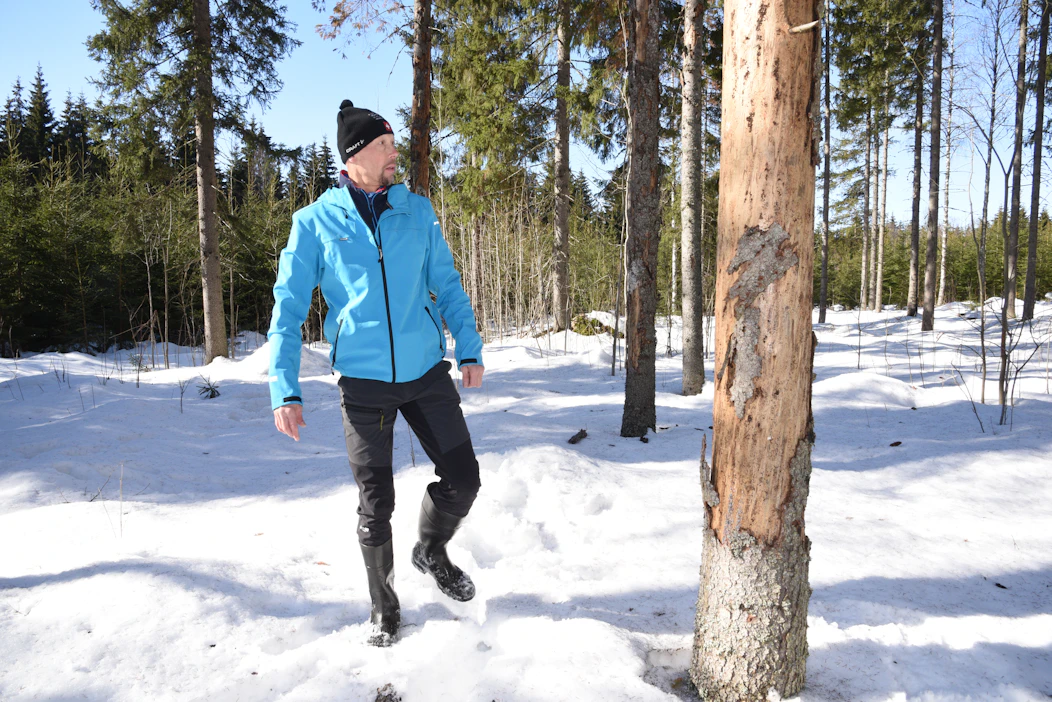 Kirjanpainaja tappoi metsässäni kahdessa kuukaudessa toistakymmentä kuusta. Viivästynyt harvennus taisi olla 60-vuotiaalle kuusikolle liian kova stressitekijä.