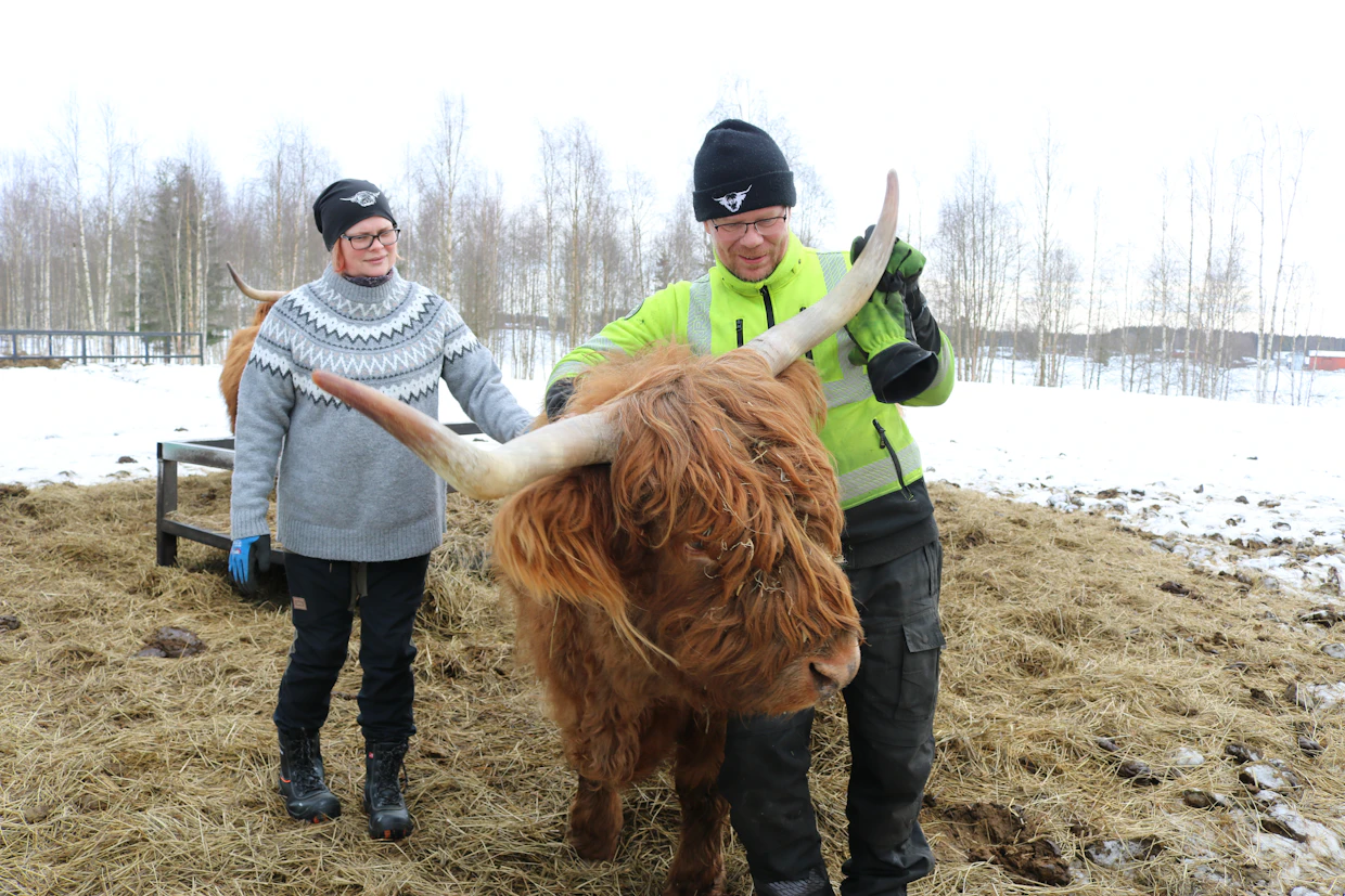 Tuomolan karjatilalla Kannuksessa on panostettu jalostuksessa karjan luonteeseen. Tilan kasvatit ovatkin hyvin rauhallisia ja sosiaalisia, Anne ja Sakari Isohanni kertovat.