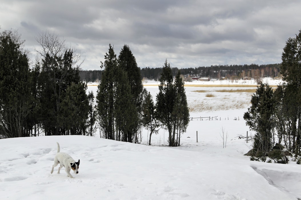 Tuottoa, suojelua vai molempia? Tapio opastaa kuntia monitavoitteiseen  metsätalouteen - MT Metsä - Maaseudun Tulevaisuus