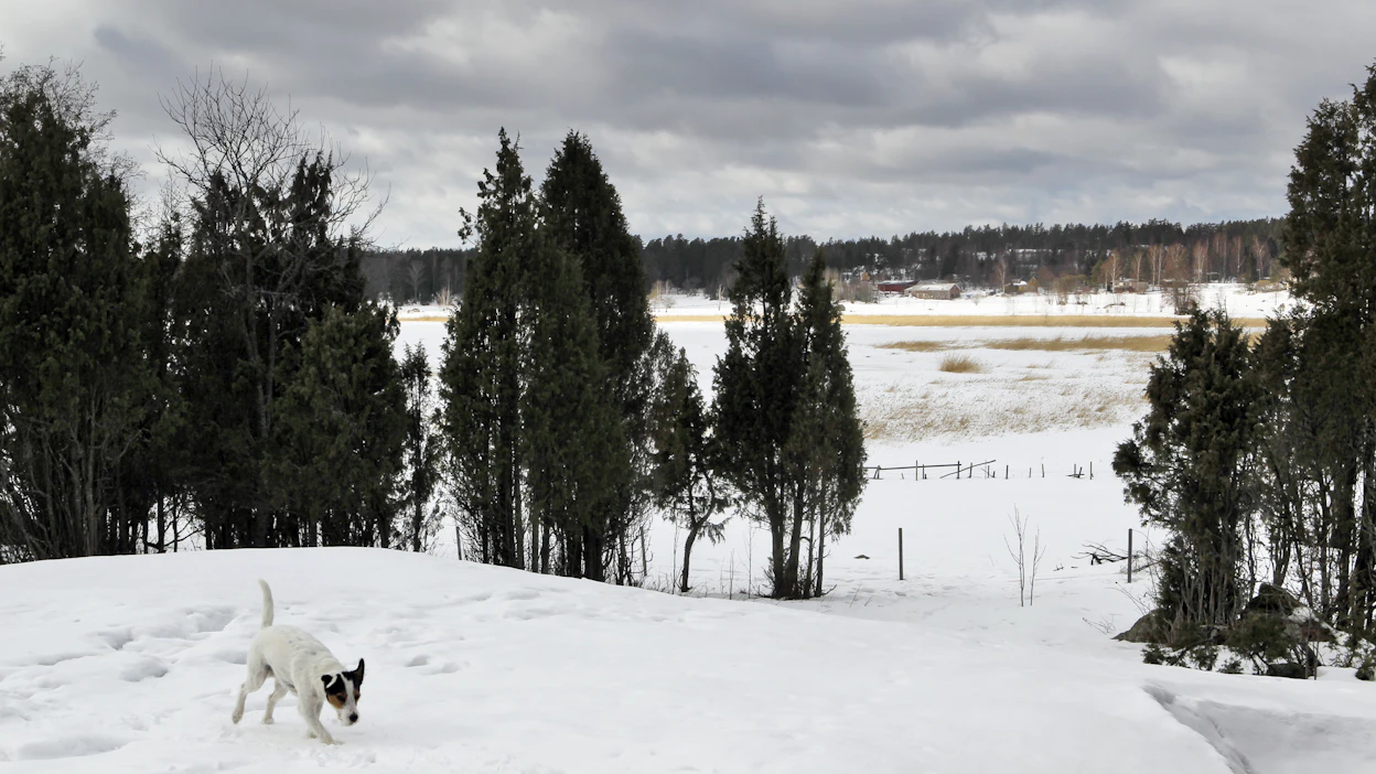 Osa kunnista painottaa metsä- ja maaomaisuutensa hoidossa virkistyskäyttöä ja luonnon monimuotoisuutta.