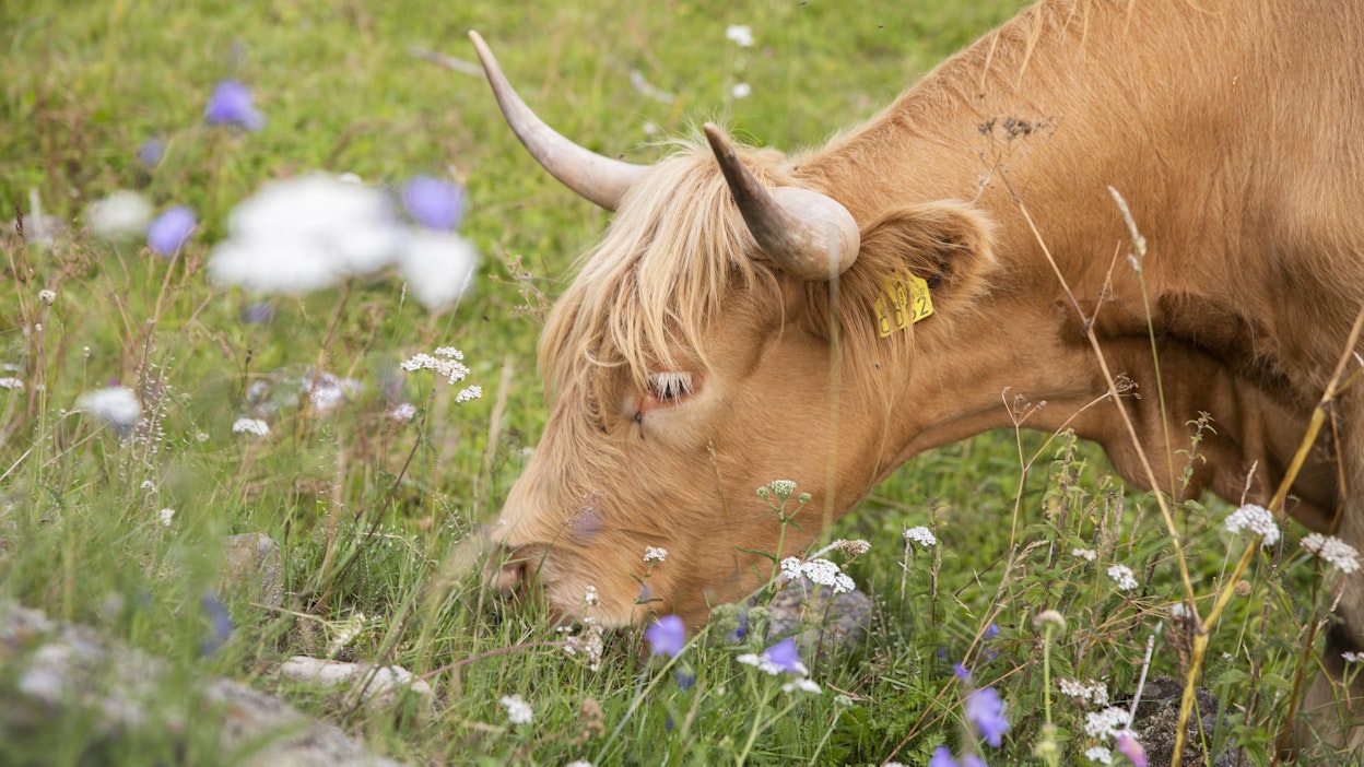 Kasvukauden sademäärä ja muu sää vaikuttavat luonnonlaidunten rehevyyteen.