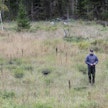 Joutomaan metsitystuki jää uuden hallitusen myötä historiaan.