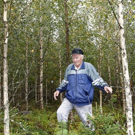 Metsänomistaja Risto Välilä tarkasteli vuonna 2013 istuttamaansa koivikkoa kesän lopulla.