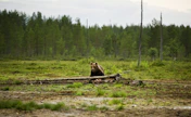 Karhujen kiintiömetsästystä vastustavat muun muassa WWF Suomi ja Suomen Luonnonsuojeluliitto. RONI REKOMAA / LEHTIKUVA.