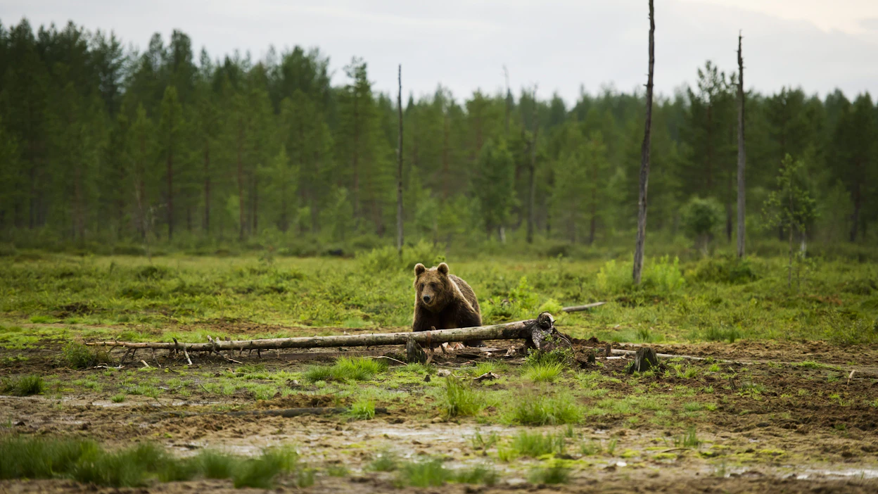 Karhujen kiintiömetsästystä vastustavat muun muassa WWF Suomi ja Suomen Luonnonsuojeluliitto. RONI REKOMAA / LEHTIKUVA.