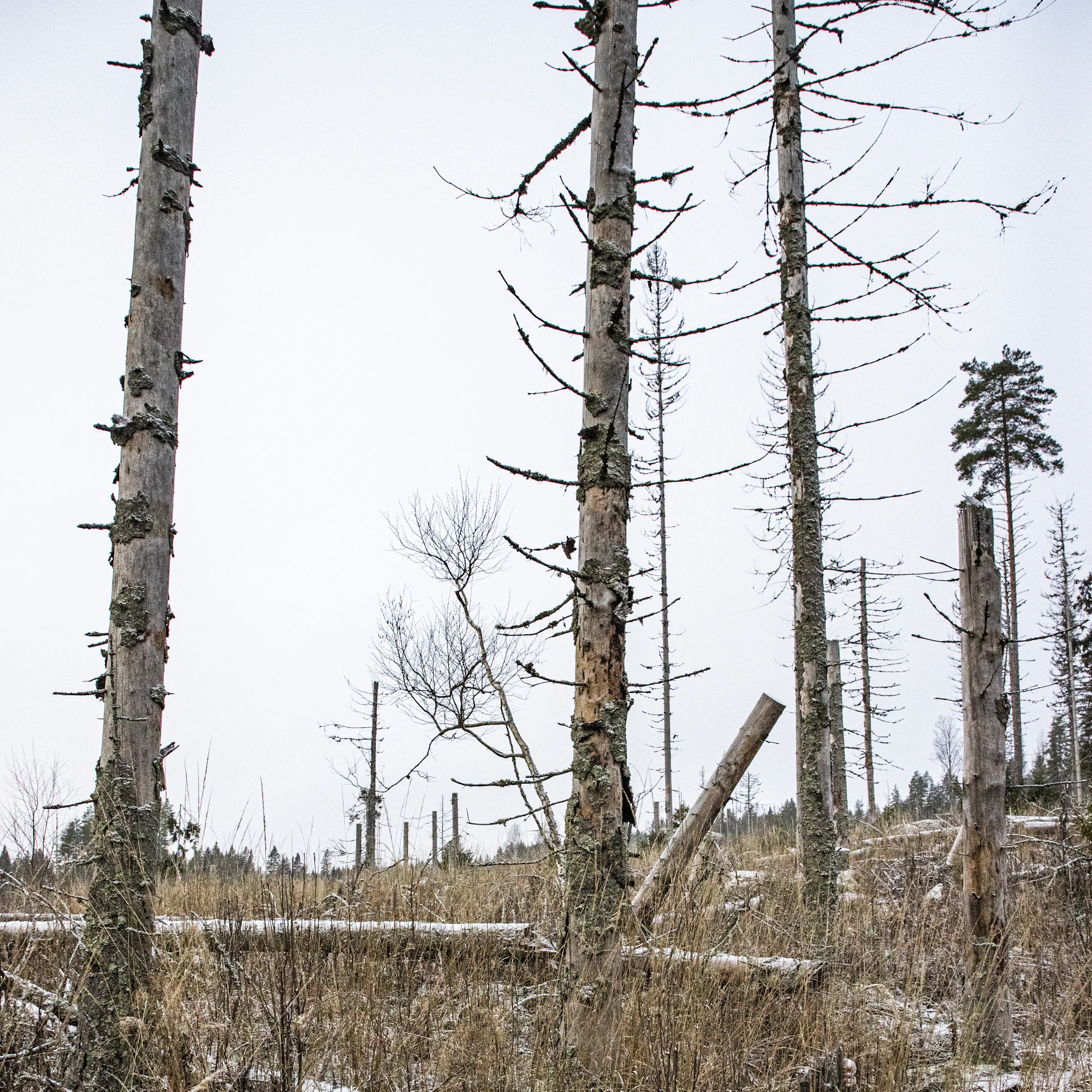Tässä oli ennen Metso-suojelualue. Kirjanpainajatuhojen takia suojelu jouduttiin purkamaan ja puut hakkaamaan.
