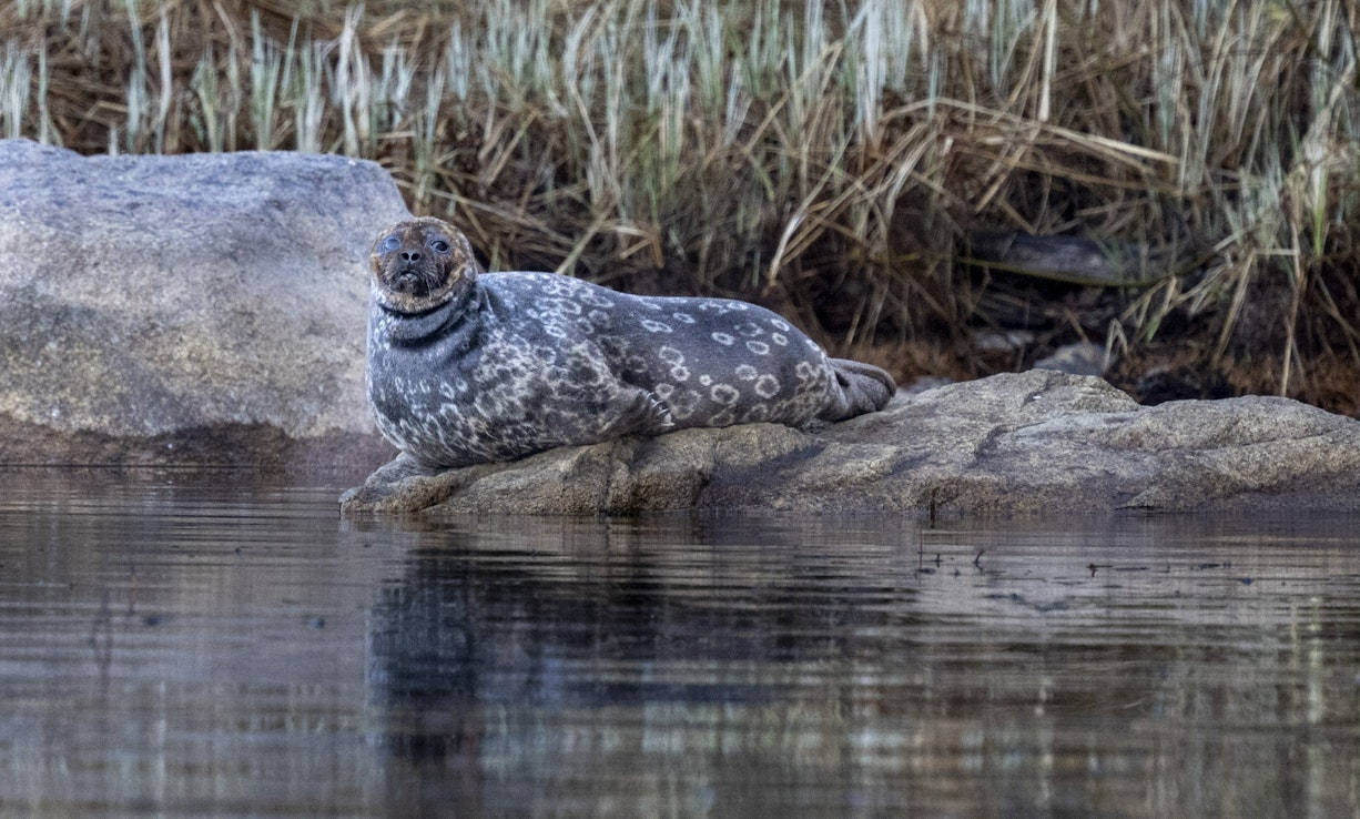 Saimaalla on kuluvan vuoden aikana kuollut pyydyksiin jo 11 norppaa. LEHTIKUVA / Jussi Nukari. 