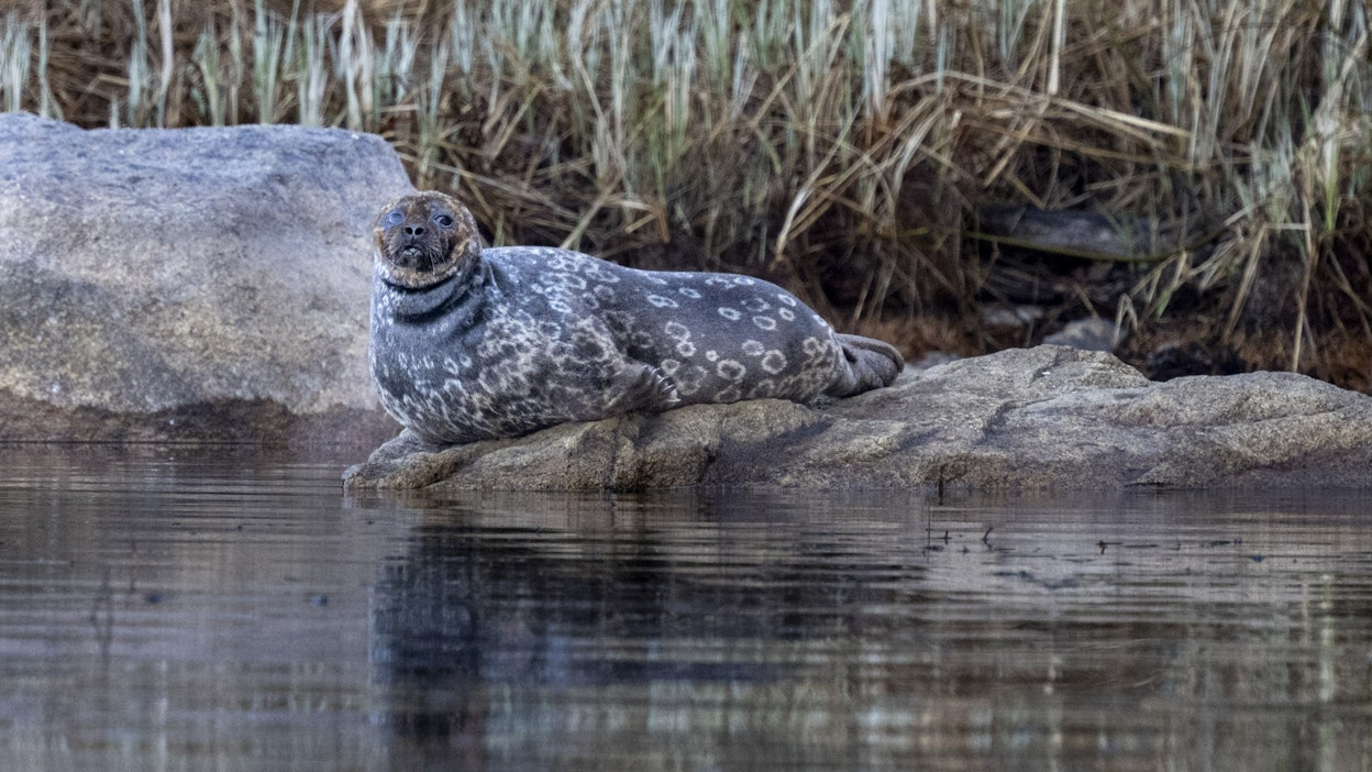 Saimaalla on kuluvan vuoden aikana kuollut pyydyksiin jo 11 norppaa. LEHTIKUVA / Jussi Nukari.
