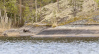 Saimaannorpan kannan arvioidaan olevan vain 530 yksilön suuruinen.