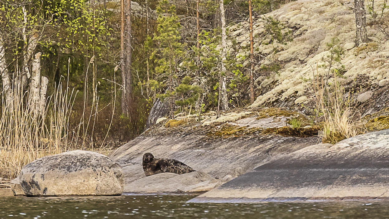 Saimaalla asustava saimaannorppa on relikti, joka jäi saarroksiin Saimaalle viimeisimmän jääkauden jälkeisen maankohoamisen vaikutuksesta.