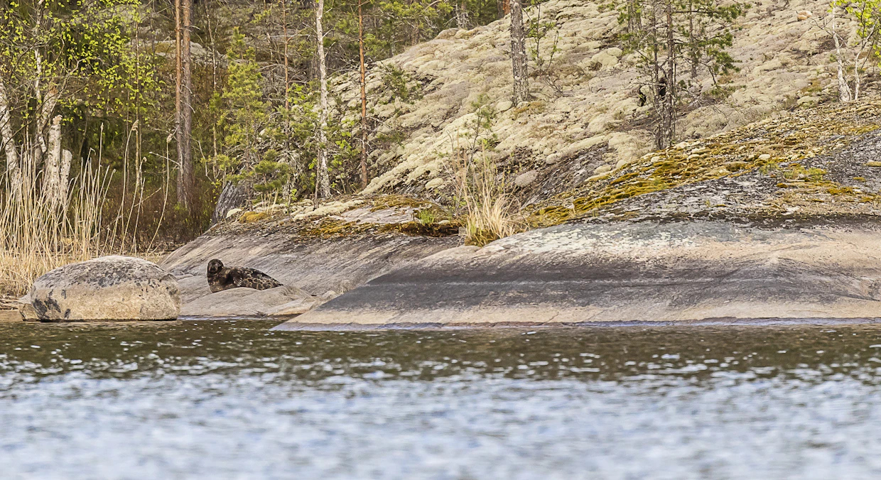 Saimaannorppa lepää kallion reunalla Puumalassa.