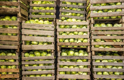 Keräkaaleja varastossa. 