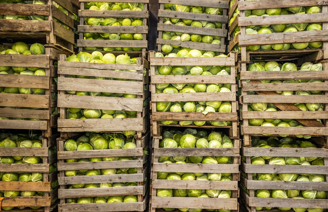 Keräkaaleja varastossa.