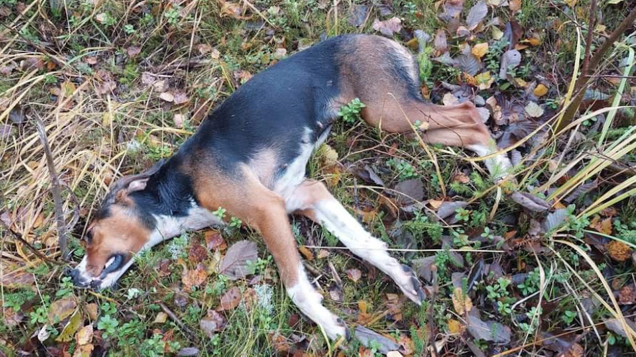 Tiina-koira vietiin tajuttomana eläinlääkäriin, jossa se lopetettiin vammojen takia.