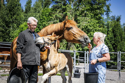 Varsaonnea. Kimmo Ikonen ja Kymberly McCaslin-Reed tamma Häyrilän Milanon ja sen kahden viikon ikäisen tammavarsan Chevillän kanssa.