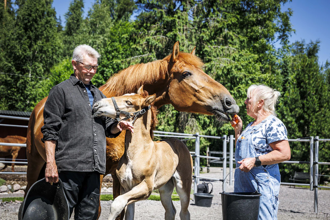 Varsaonnea. Kimmo Ikonen ja Kymberly McCaslin-Reed tamma Häyrilän Milanon ja sen kahden viikon ikäisen tammavarsan Chevillän kanssa.
