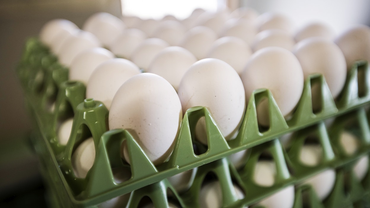 Kananmunien virikehäkkituotanto on supistunut nopeasti, mutta lattiatuotanto kasvanut vielä nopeammin, kertoo Kantar TNS Agri.