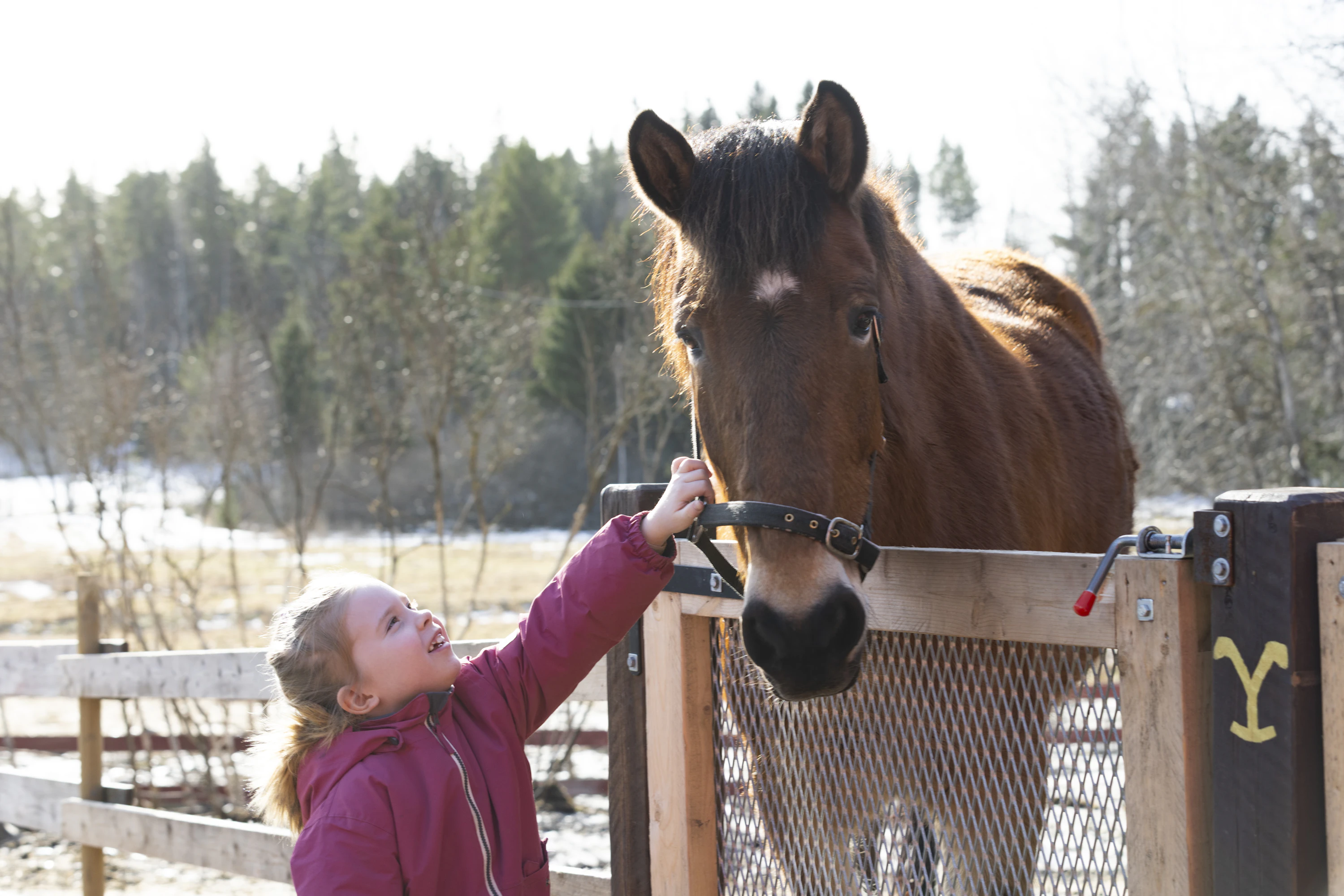 Alina esittelee kuusitoistavuotiasta Helmiä, joka sulattaa sydämiä. Aitauksessa on myös 27-vuotias Maija ja shetlanninponi Mimmi.