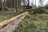 Syksy on hiljentänyt puukaupan.