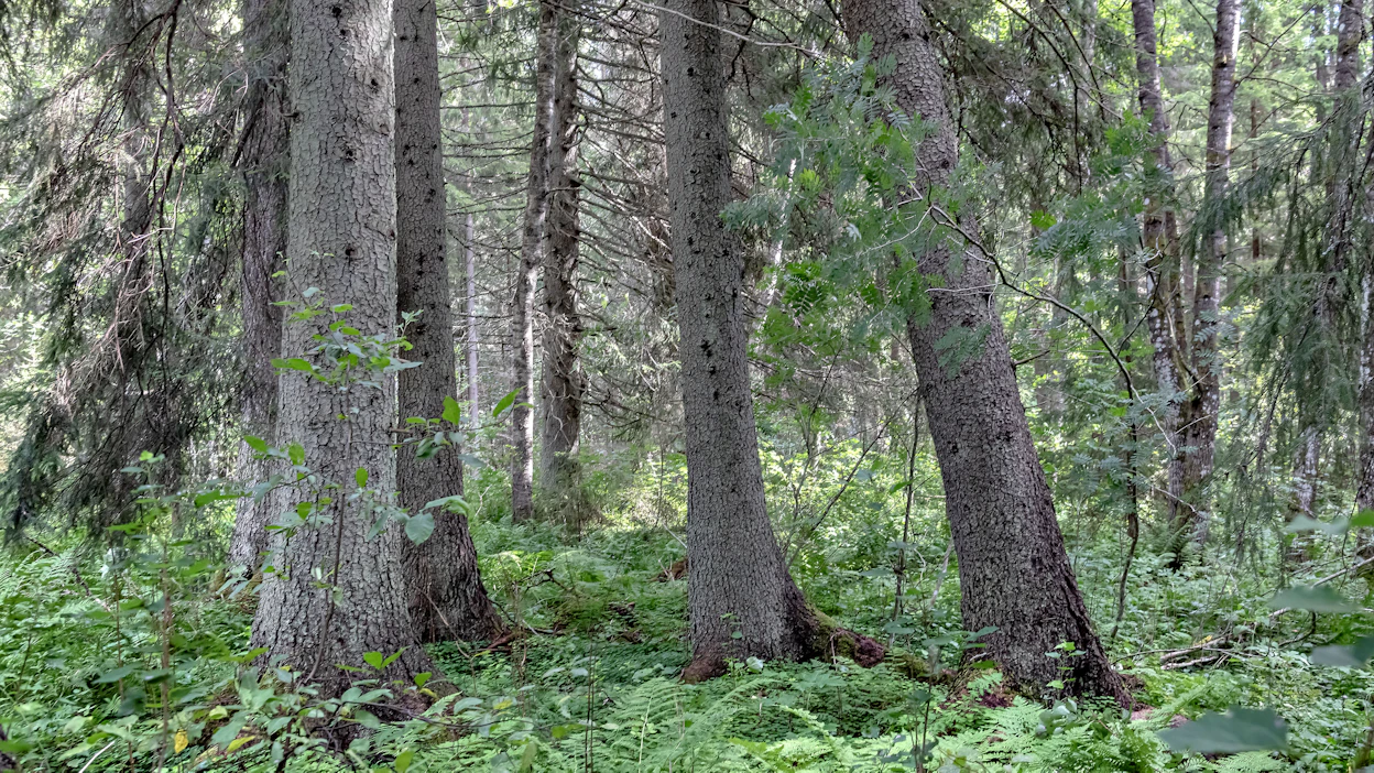 Ikääntyneissä kuusikoissa tuhoriski kasvaa. Voi tulla tuuli-, kirjanpainaja- tai juurikääpätuhoja.