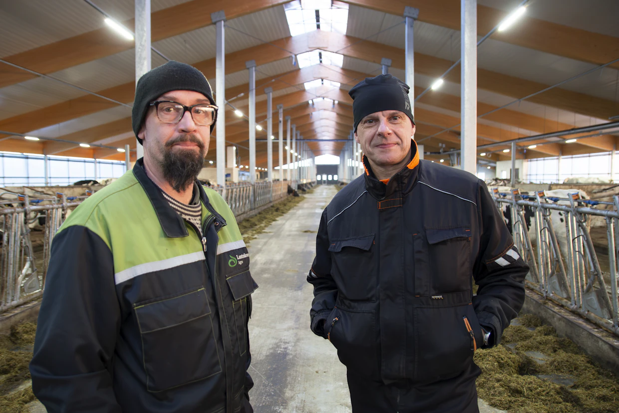 Tuotantoa 299 lehmän pihatossa on käynnistetty vaiheittain syyskuun lopulta lähtien.