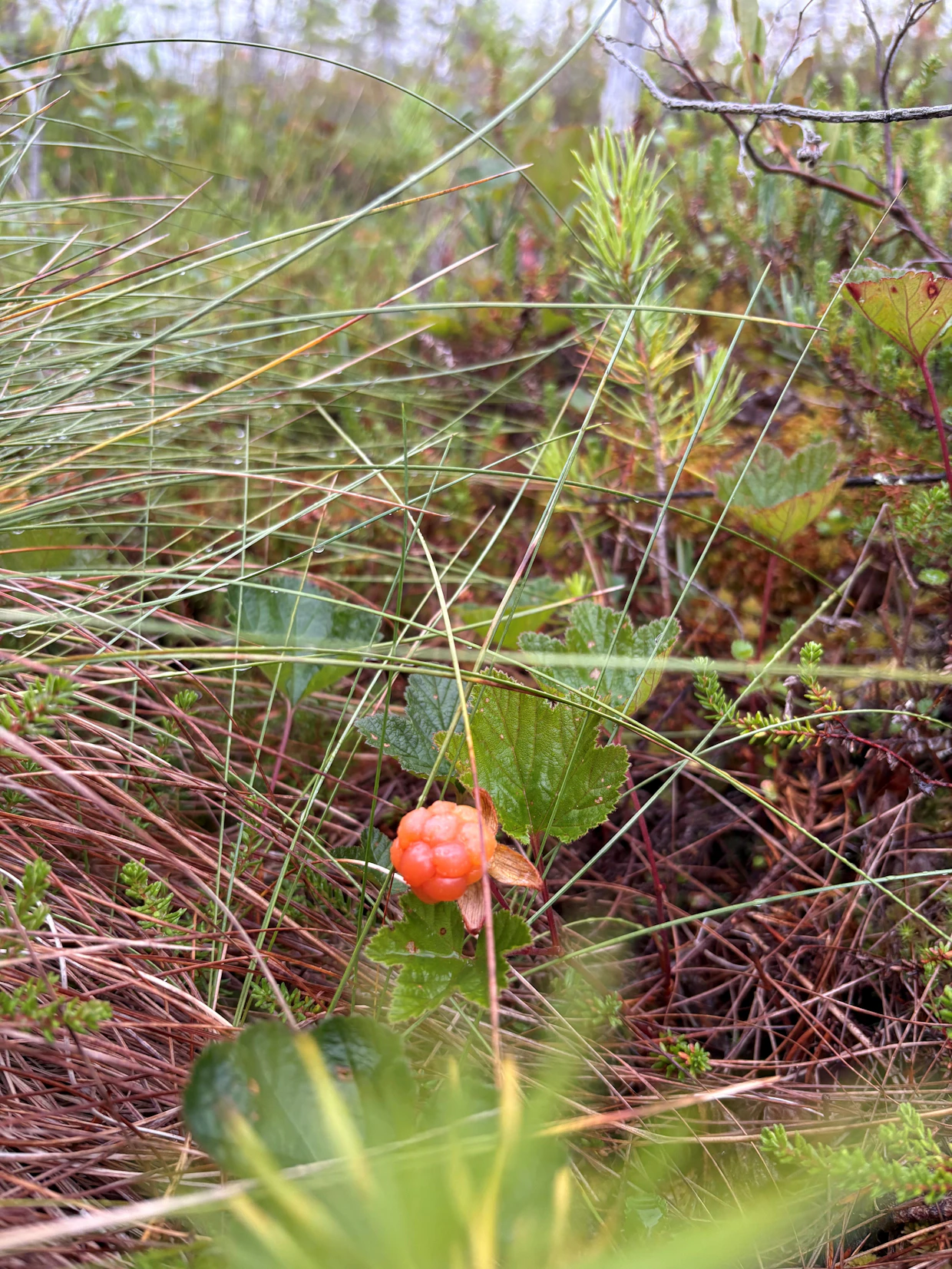 Hilla (Rubus chamaemorus) on kauppamarjoista arvokkain.