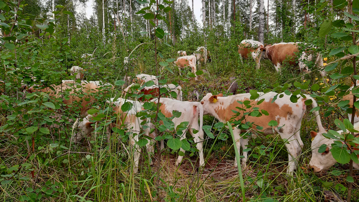 Metsässä laiduntava muokkaa tehokkaasti ympäristöään. Vaikutukset voivat näkyä vielä vuosikymmeniä laiduntamisen päättymisen jälkeen.