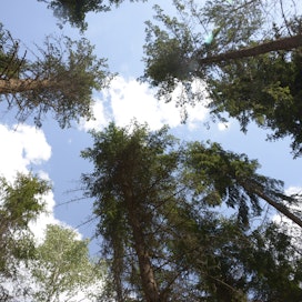 Suomen metsät toimivat hiilinieluina, mutta asiantuntijoiden näkemykset eroavat siitä, mikä on metsien osalta riittävä hiilensidonnan taso.