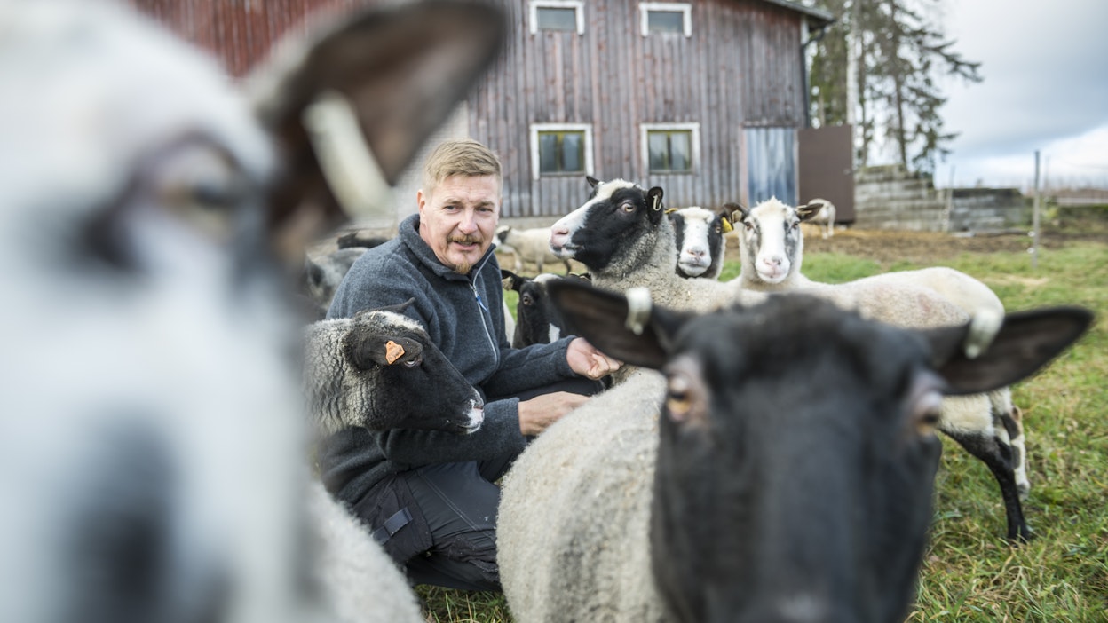 Matti Avelin ryhtyi pari vuotta sitten kasvattamaan harvinaisia kainuunharmaksia.