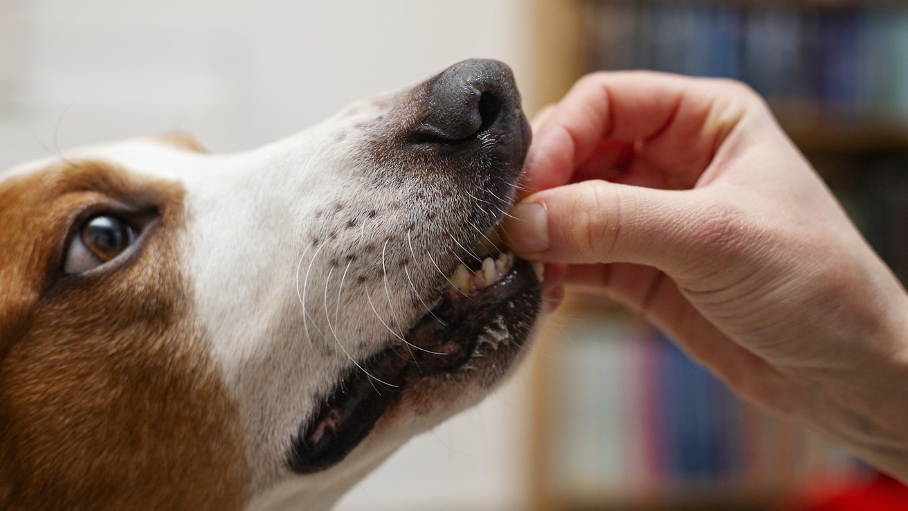 Apua tarvitaan eniten eläinlääkärikuluihin, mutta myös eläinten perustarpeisiin, kuten ruokaan.