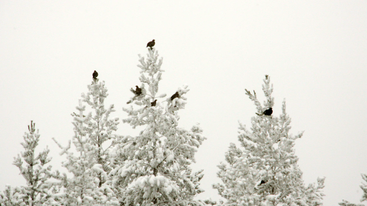 Metsäkanalintujen <a href="https://riista.fi/metsastys/metsastysajat/" id="link-4fc3305a31d085eef915ecff9ba1f0f9">metsästysaikoja </a>on tällä kaudella paikoin lyhennetty.