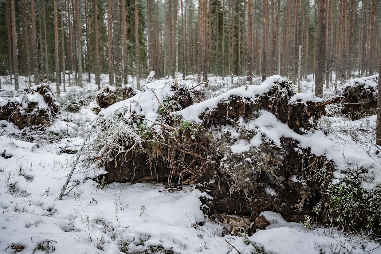 Suomalaisessa metsätaloudessa suhtauduttiin varovaisen myönteisesti EU-komission esittelemään metsästrategiaan.