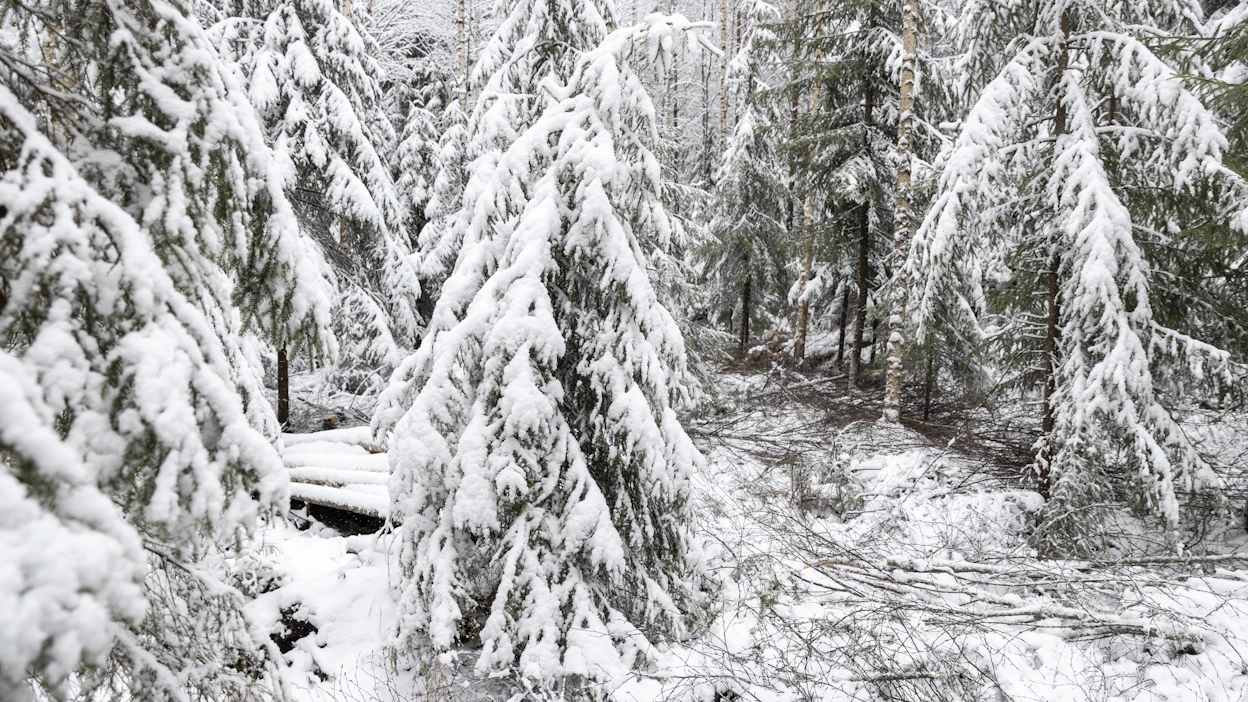 Metsärahastot ovat vähentäneet merkittävästi ostojaan loppuvuoden aikana ja keskittyneet metsänhoitoon.