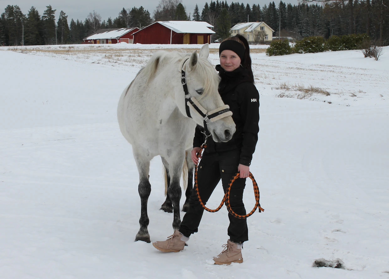 Mäkisen kotitallissa asustaa muun muassa New Forest -ponitamma Sasu ylläpidossa.
