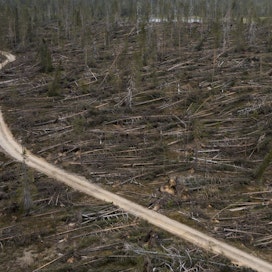 Paula-myrsky kaatoi vuonna 2021 hetkessä noin neljän miljoonan kuution edestä puuta.
