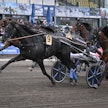 Finlandia-sunnuntain stayer-lähdön voittanutta Lancelot B.R.:ää ei nähdä Solvallassa Elitloppet-viikonloppuna.