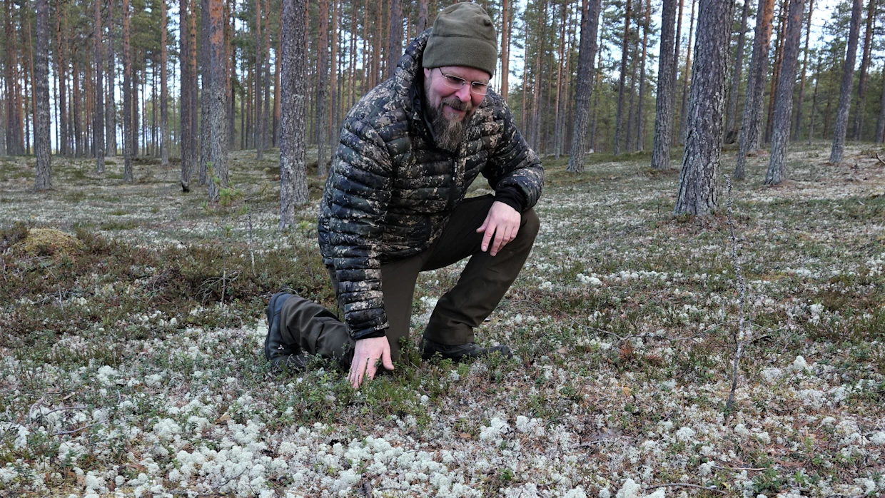 Antti Paasivaara tarkistamassa maastossa jäkäläpeitteen kulumista metsäpeurojen talvehtimisalueella Sotkamossa.