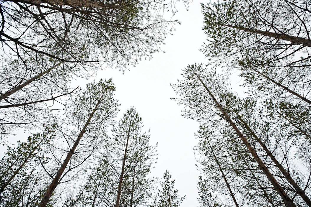 Metsäkeskuksessa työskentelee tällä hetkellä 532 henkilöä, joista määräaikaisina 66.