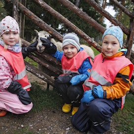 Tassulan päiväkodin farmiryhmäläiset Inka, Jussi ja Veikka pääsivät silittämään lammasta. Lapset tutustuvat farmimiljöössä päivättäin erilaisiin eläimiin.