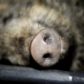 Kymessä kaadettiin yli puolet koko maan villisikasaaliista. Kuvituskuva.