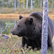 Suomen karhukanta esitetään jaettavaksi viiteen kannanhoitoalueeseen nykyisen kahden sijaan.