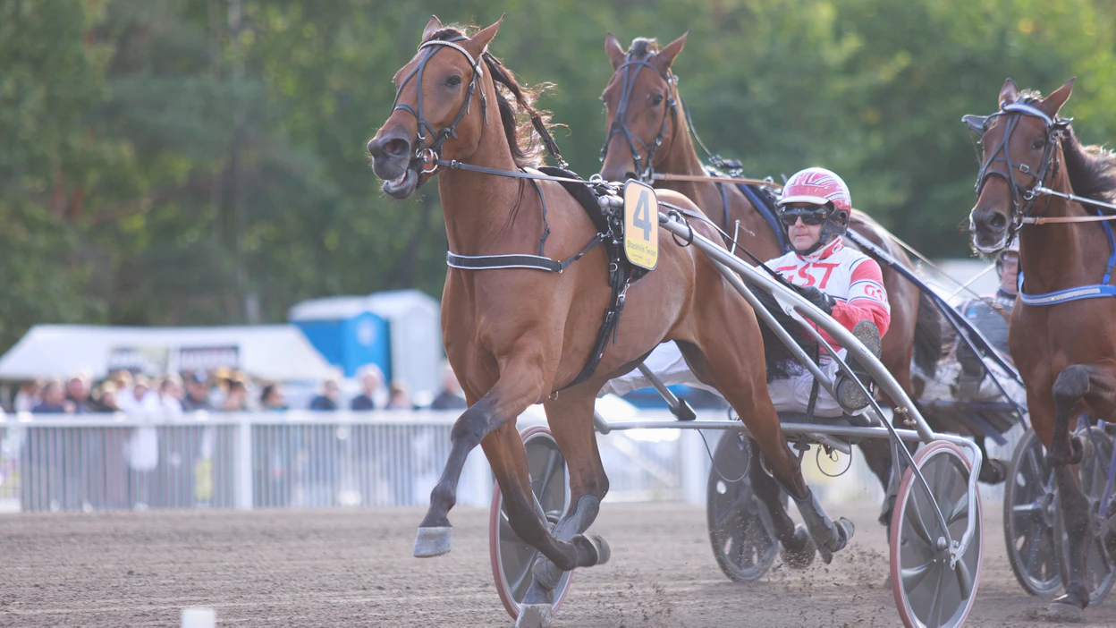 Jari Kinnusen Shackhills Twister sijoittui kolmanneksi viime syksyn Derby-finaalissa. Kausi päättyi Kasvattajakruunu-finaalin voittoon.