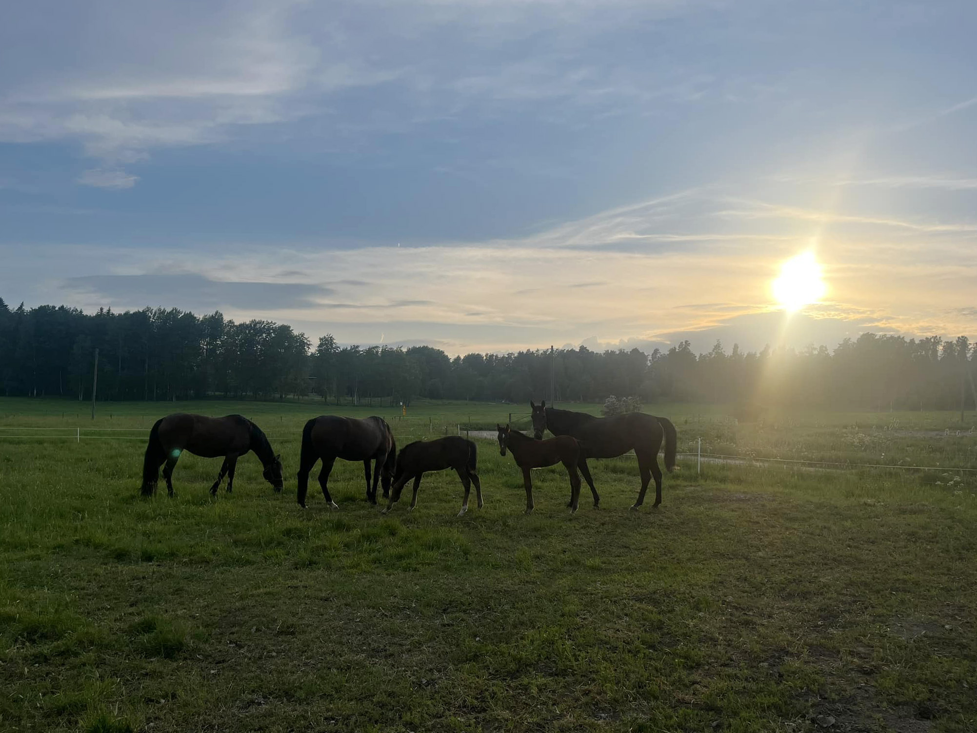 Kesä on sekä hevosten että hevosihmisten parasta aikaa.