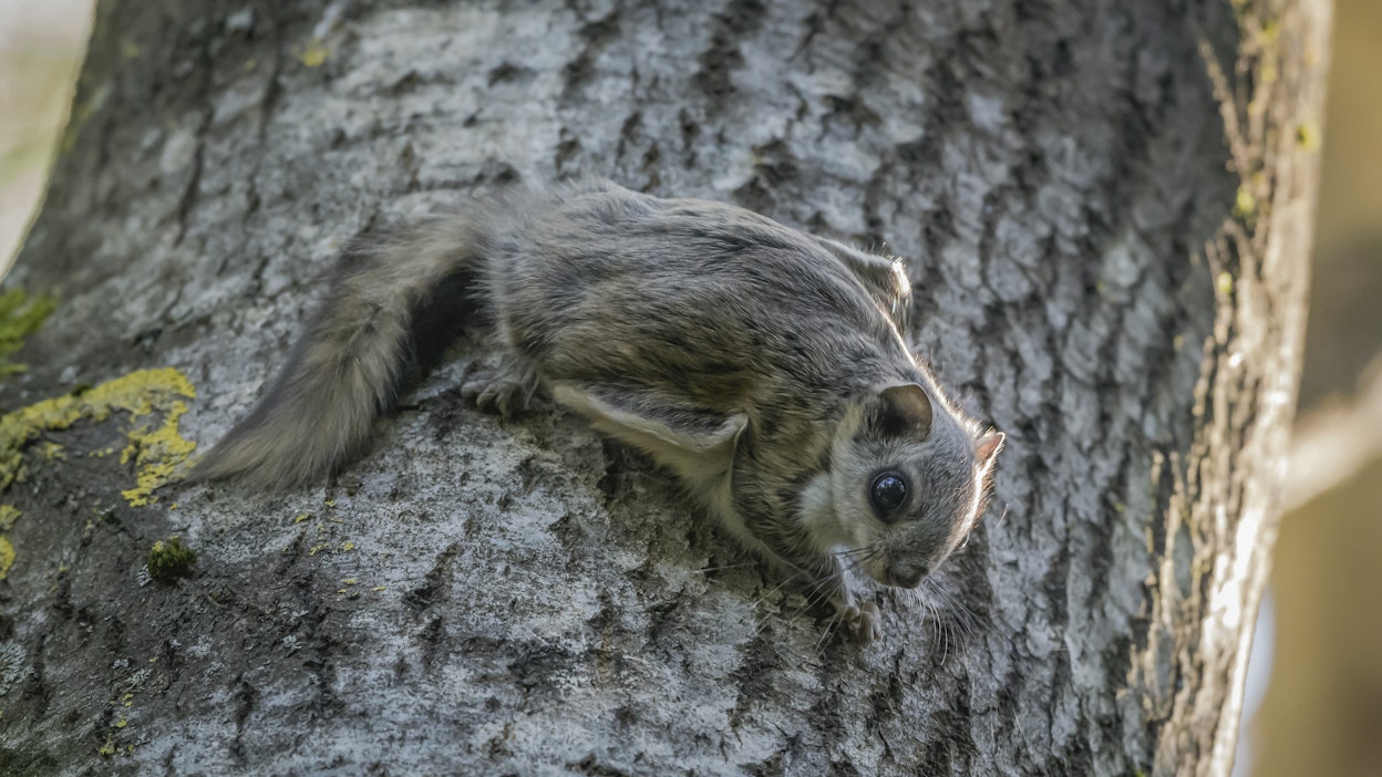 Liito-orava pesii ja ruokailee haavassa.