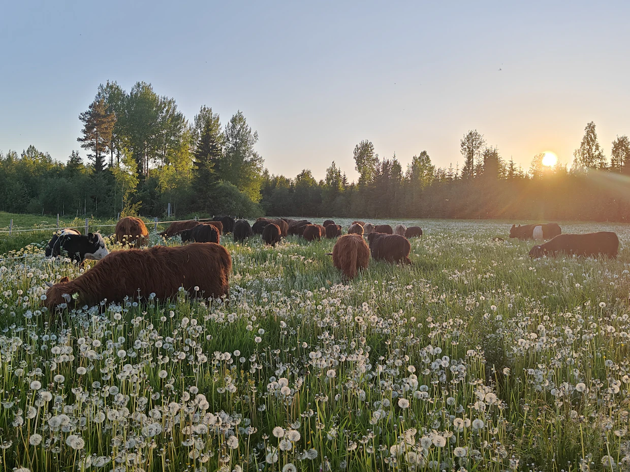 Hietaniemi Ranchin Mauri-sonni pääsee pian tutustumaan uusiin rouviinsa Sonkajärvellä.