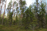 1950-luvulla alkaneiden soiden metsityksien jäljiltä on syntynyt runsaspuustoisia suoalueita, joiden uudistaminen lähestyy. Nyt uudistamiseen ollaan kehittämässä ilmastoystävällisiä menetelmiä.