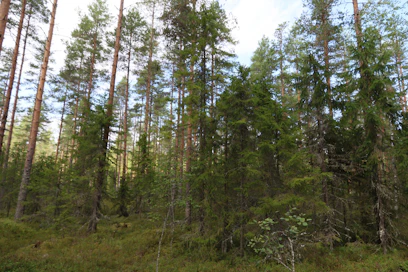 1950-luvulla alkaneiden soiden metsityksien jäljiltä on syntynyt runsaspuustoisia suoalueita, joiden uudistaminen lähestyy. Nyt uudistamiseen ollaan kehittämässä ilmastoystävällisiä menetelmiä.