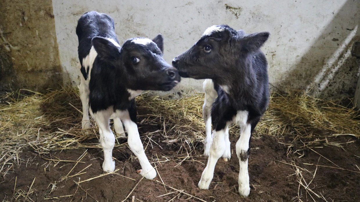 Alakorven tilan Tuuli-lehmä pyöräytti marraskuussa harvinaiset kolmoset. Kolme päivää myöhemmin pienin menehtyi, mutta kuvan holsteintytöt voivat hyvin. Kolmosvasikat ovat todella harvinaisia, kaksosia syntyy tälläkin tilalla noin kymmenet vuodessa.