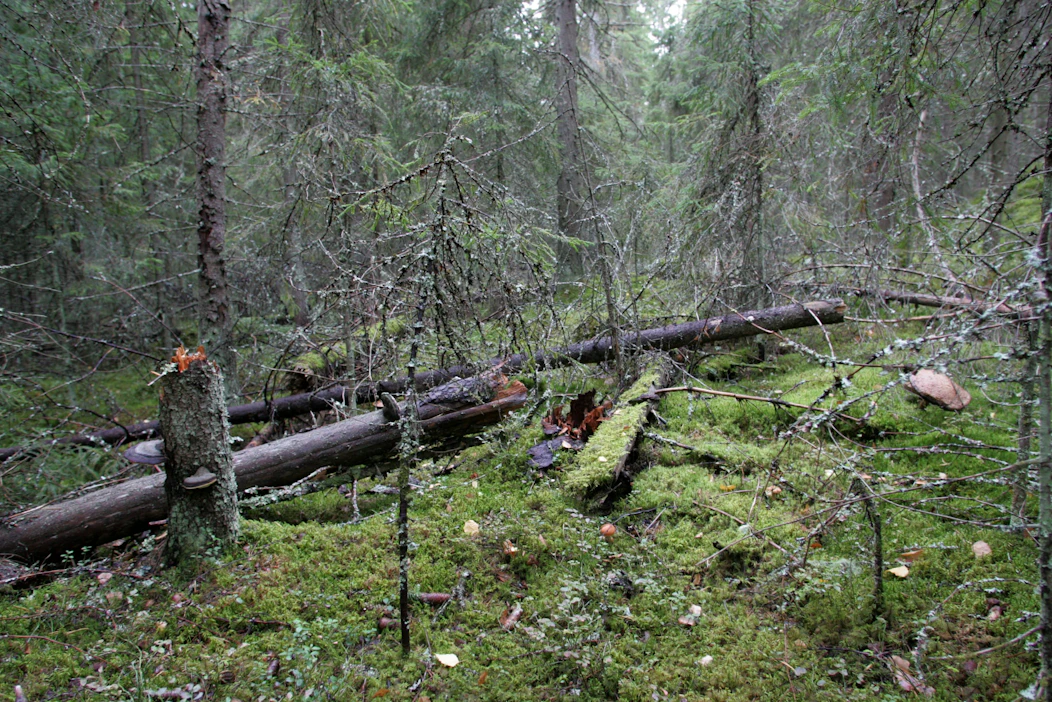 Lahoamaan jätetyt puut ovat yksi parhaita keinoja edistää metsän monimuotoisuutta.