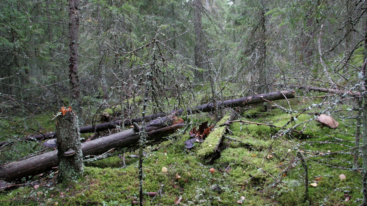 Lahopuuta ja luonnontilaista metsää. Kuvituskuva.